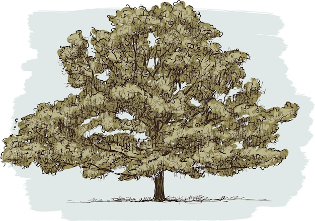 Hand drawing of old oak tree