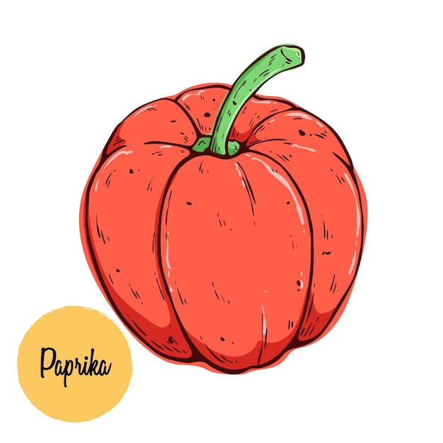 Hand drawing paprika or bell pepper vector illustration