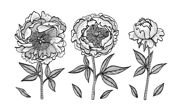 Vector hand-drawing peonies.   graphic flowers.