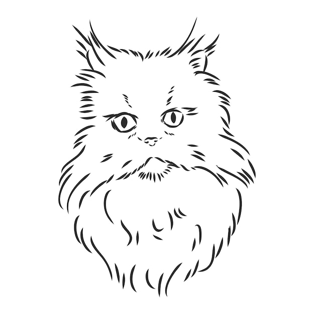 Hand drawing Persian cat vector version persian cat vector sketch