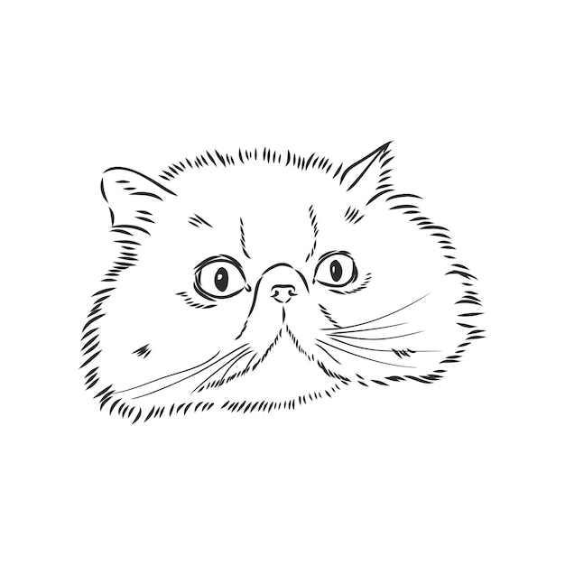 Hand drawing persian cat vector version persian cat vector sketch