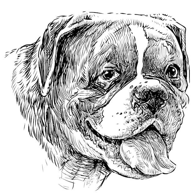 Hand drawing of portrait of old purebred dog