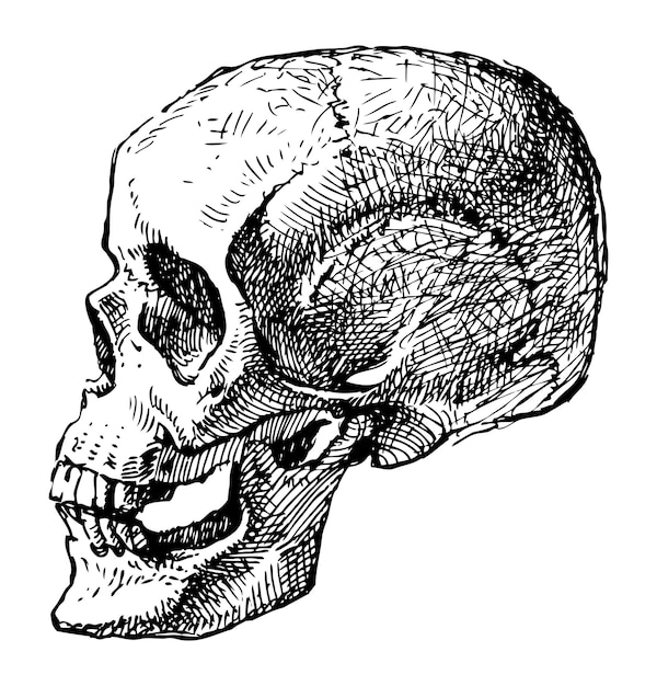 Vettore disegno a mano dell'illustrazione vettoriale del profilo del cranio umano isolato su bianco.