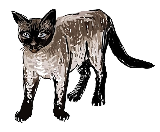 純血種のタイ猫の手描き