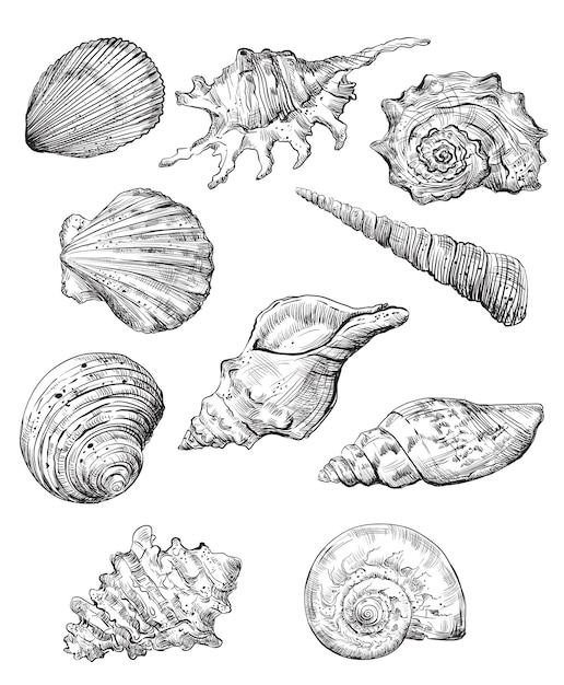 貝殻の手描きセット。白い背景で隔離のベクトルモノクロスケッチイラスト。