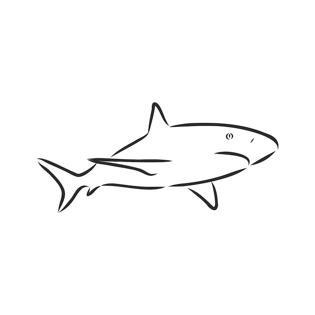 Hand drawing of a shark vector illustration