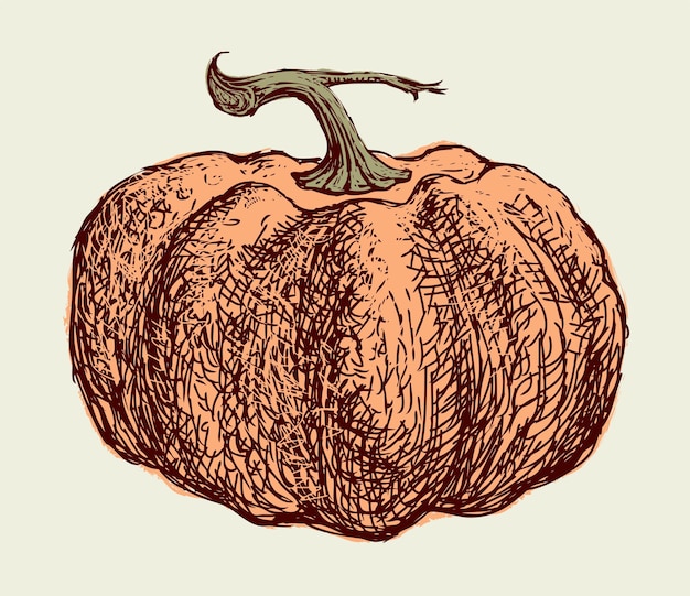 Hand drawing of single ripe pumpkin