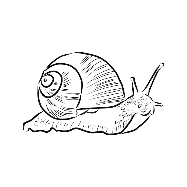 Hand drawing a snail. vector illustration sketch