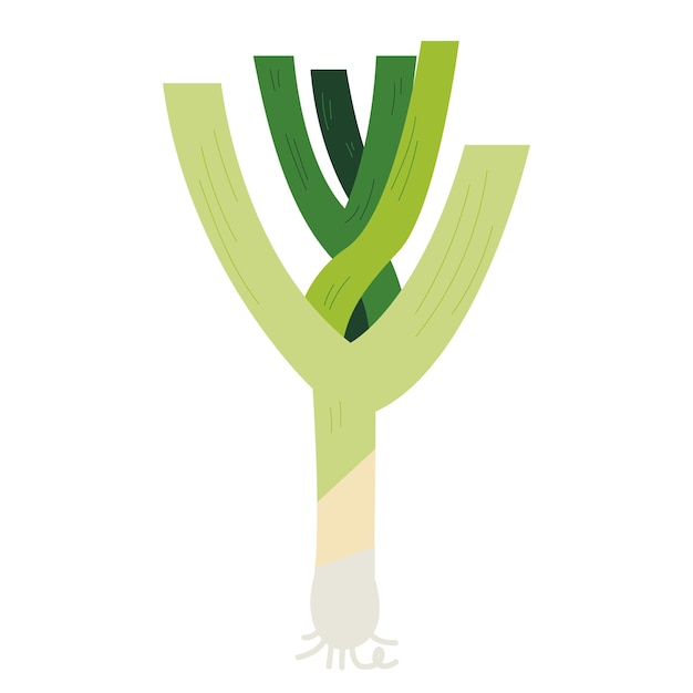 hand drawing style spring onion illustration