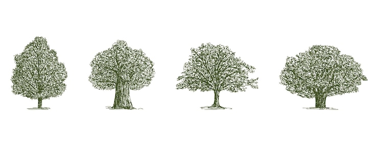 Vector hand drawing of various old deciduous trees silhouettes vector illustration isolated on white