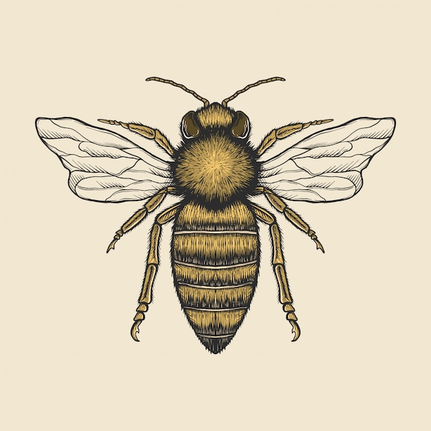 Vector hand drawing vintage bee  illustration