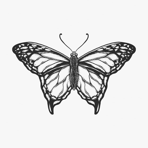 Vector hand drawing vintage butterfly monochrome vector illustration