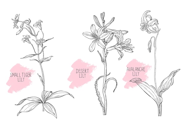 Vector hand drawing wild floral with sketchy style