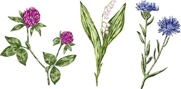 Hand drawings of cornflower clower and lily of the valley