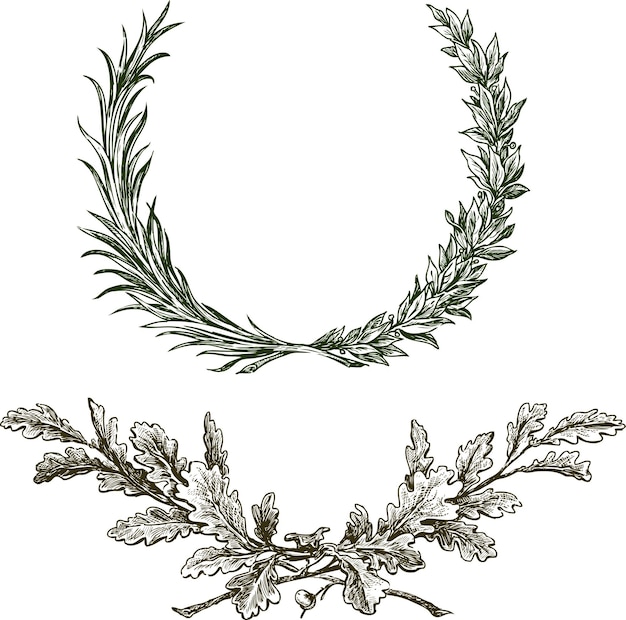 Hand drawings of oak and laurel branches