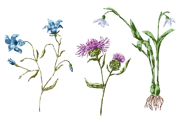 さまざまな草原の花の手描き