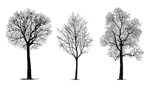 Hand drawings of silhouettes different bare deciduous trees in cold season