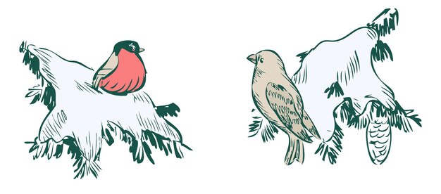 冬の森林のベクトルスケッチで凍った杉の枝に2匹の野生の鳥の手描き
