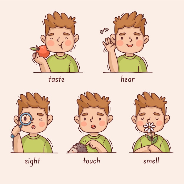 Hand drawn 5 senses illustration
