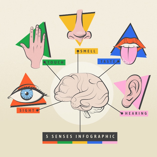 Vettore infografica a 5 sensi disegnata a mano