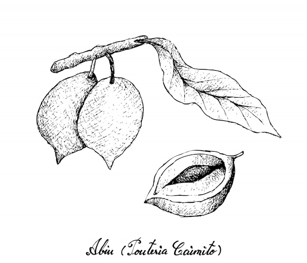 Vector hand drawn of abiu fruits