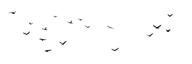 Vector hand drawn abstract flying birds in sky birds are flying in sky isolated on white background
