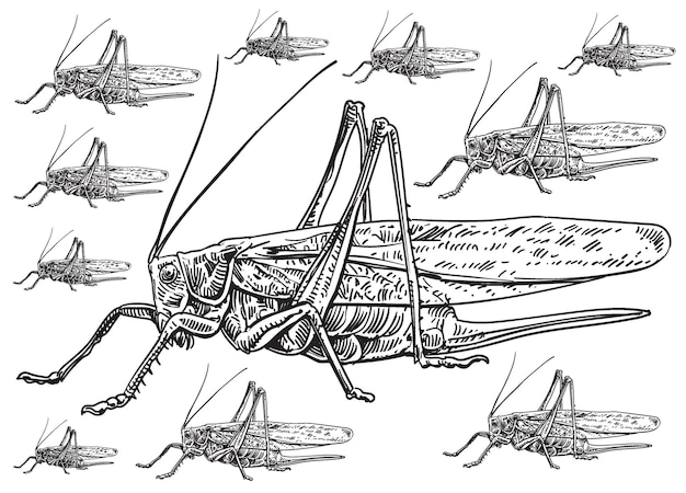 Vector hand drawn acridoidea insecta