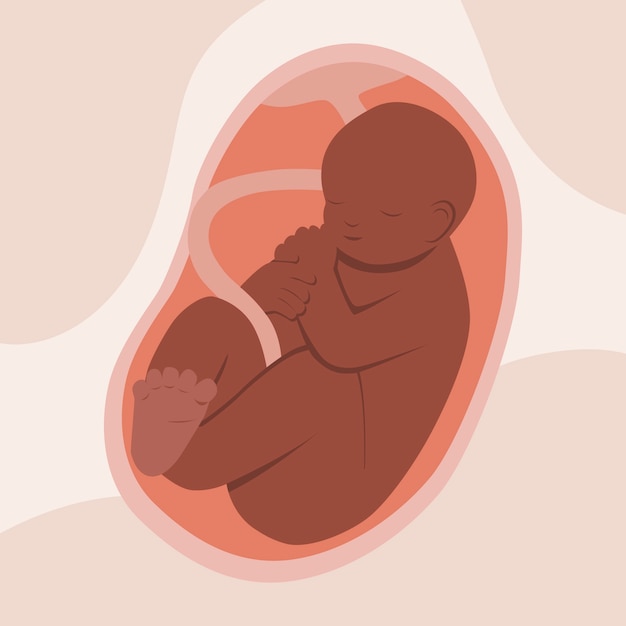 Vector hand drawn adorable fetus illustration