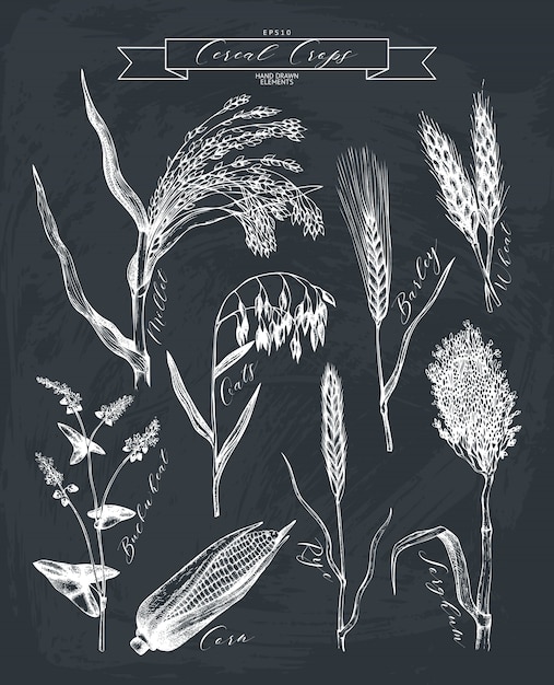 Vector hand drawn agricultural plants sketches.  hand sketched cereals and legumes plants collection on chalkboard