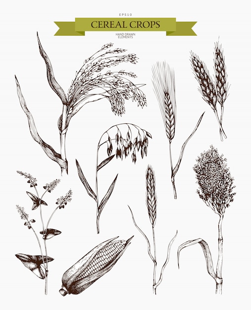 Vector hand drawn agricultural plants sketches.  hand sketched cereals and legumes plants collection