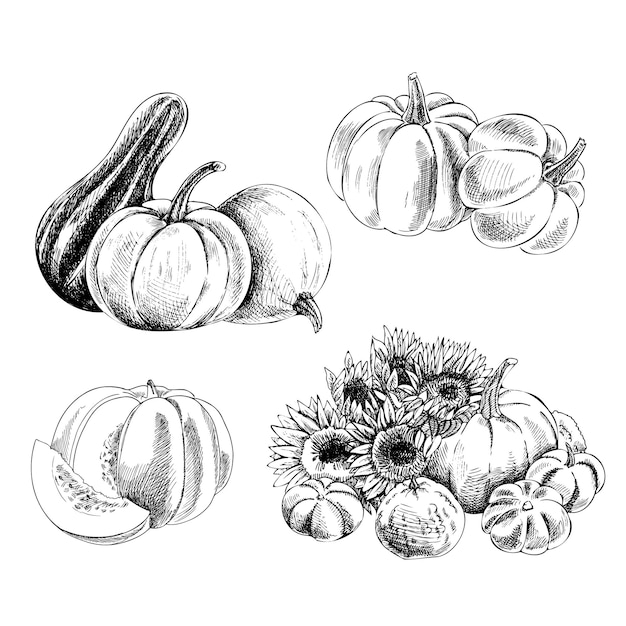 Elementi di design agricolo e agricolo disegnati a mano illustrazione vettoriale di schizzo di zucche