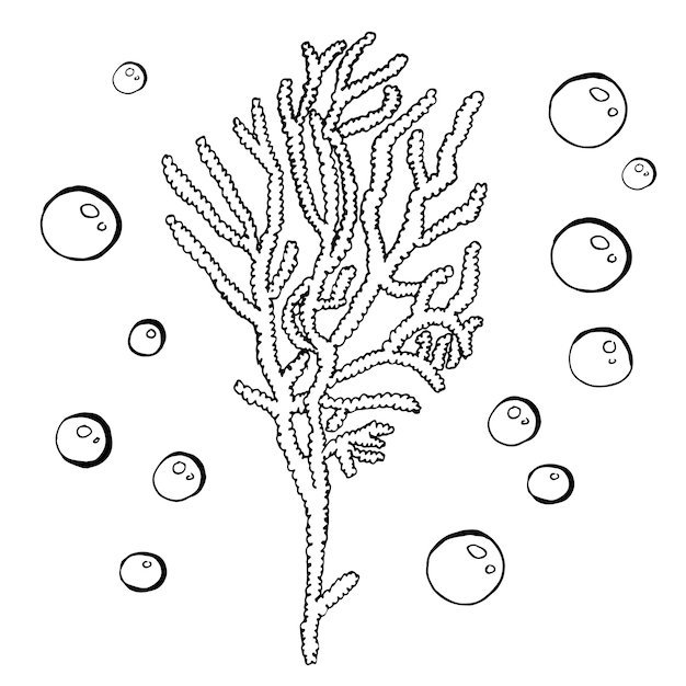 Vector hand drawn algae black set white background vector illustration isolated sketch line art