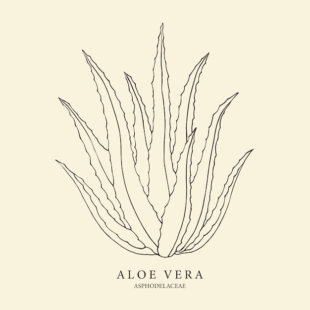 Illustrazione disegnata a mano di aloe vera