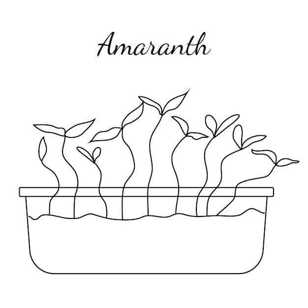 Hand drawn amaranth micro greens Vector illustration in sketch style isolated on white background
