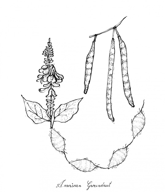 Hand Drawn of American Groundnut Plant 