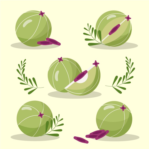 Vector hand drawn amla fruit elements set