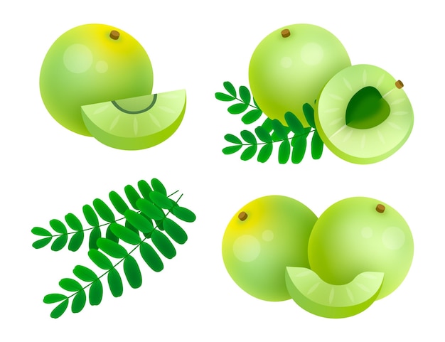 Vector hand drawn amla fruit elements