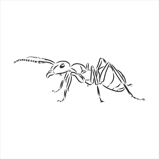 Hand drawn ant insect, one pismire painted by ink, emmet sketch vector illustration