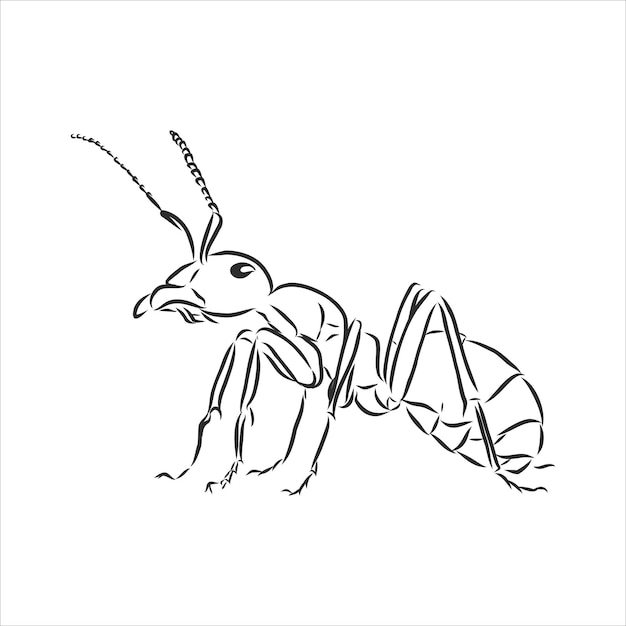 Vector hand drawn ant insect, one pismire painted by ink, emmet sketch vector illustration