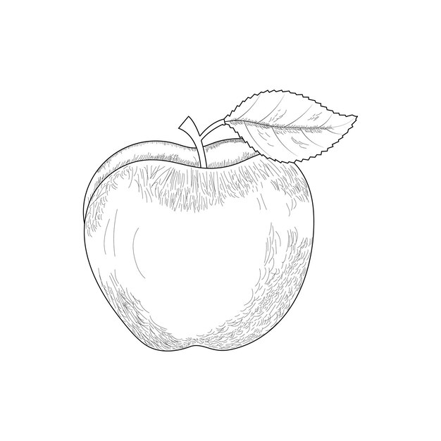 Vector hand drawn apple isolated on a white background