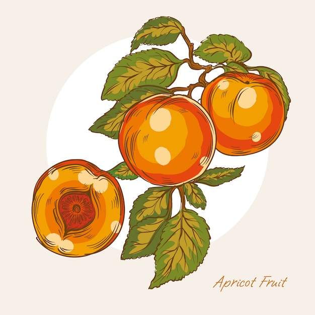 Vector hand drawn apricot illustration