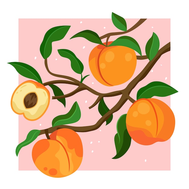 Hand drawn apricot illustration