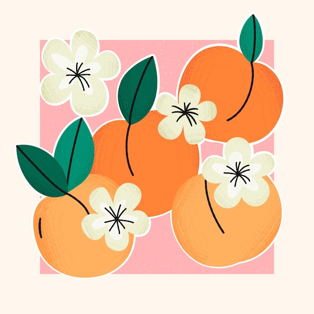 Hand drawn apricot illustration