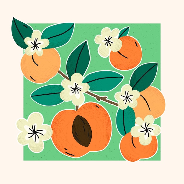 Hand drawn apricot illustration