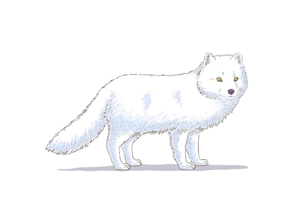 Vector hand drawn arctic fox vector illustration