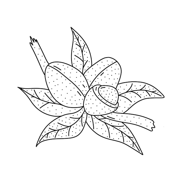hand drawn argan fruit icon in doodle style cartoon argan fruit vector icon for web design