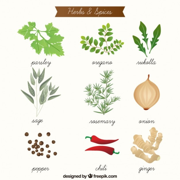 Hand drawn aromatic herbs and spices collection