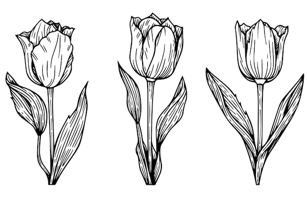 Hand drawn art of tulips branches Flower isolated on white background Vintage vector illustration