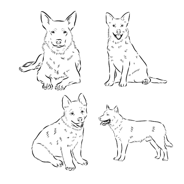 Hand drawn australian cattle dog vector illustration