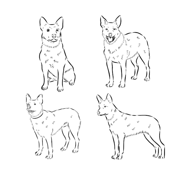 Hand drawn australian cattle dog vector illustration